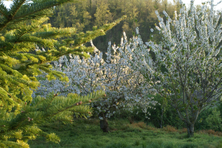 abeteciliegiinfiore